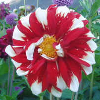 Dahlia Fire n Ice