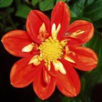 Dahlia Alstergruss