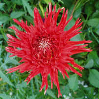 Dahlia Apache