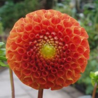 Dahlia Bantling