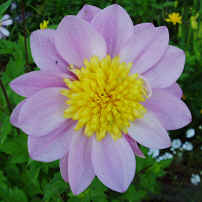 Dahlia Boogie Woogie