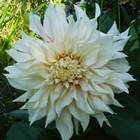 Dahlia Cafe au Lait