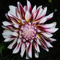 Dahlia Caribbean Fantasy