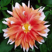 Dahlia Colour Spectacle