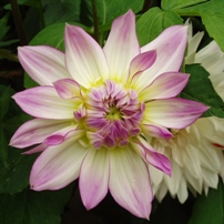 Dahlia Crazy Love