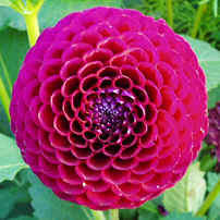 Dahlia Downham Royal