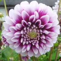 Dahlia Edinburgh