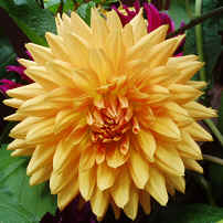 Dahlia Glory of Noordwijk