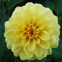 Dahlia Golden Sceptre