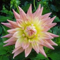 Dahlia Grenidor Pastelle