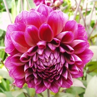 Dahlia Hot Chocolate