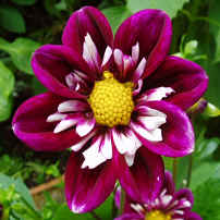 Dahlia Impression Festivo