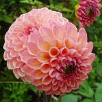 Dahlia Kathryns Cupid