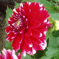 Dahlia Little William