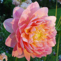 Dahlia Mary Baker