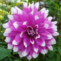 Dahlia Mistral