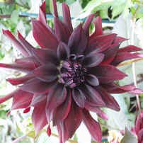 Dahlia Nuit d' Ete