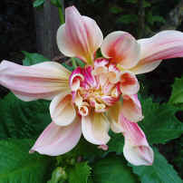 Dahlia Ottos Thrill