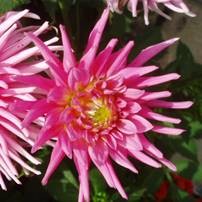 Dahlia Park Princess