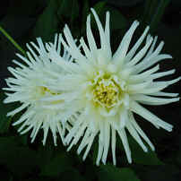 Dahlia Playa Blanca