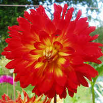 Dahlia Procyon