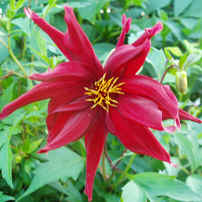 Dahlia Ragged Robin