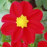 Dahlia Red Head