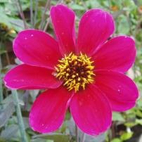 Dahlia Roxy