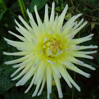 Dahlia Shooting Star