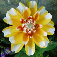 Dahlia Sugar Cane