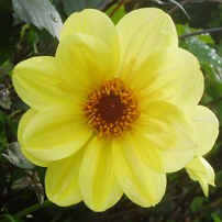 Dahlia Summertime