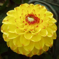 Dahlia Sunny Boy