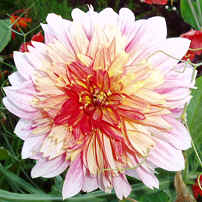 Dahlia Topaz Puff