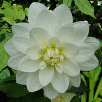 Dahlia White Ballet