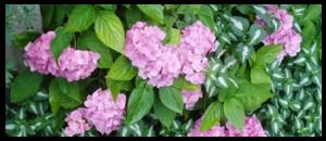 Hydrangeas and lamiums looking a real treat.