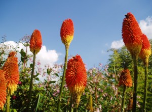Kniphofia uvaria Nobilis ,at Hilltop Garden,the original plant coming from Great Dixter.