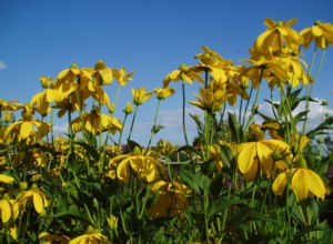 Rudbeckia Herbstsonne at Hilltop Garden