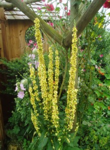 Verbascum Hilltop Garden