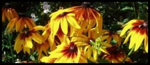 Annual Rudbeckias look terrific in sunny places