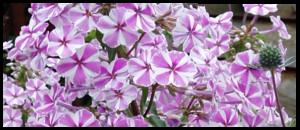 Phlox Natascha, forever popular with visitors.