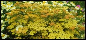 Achillea Terracotta and Anthemis E C Buxton both enjoy a sunny spot.