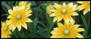 Rudbeckia Praire Sun